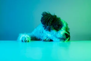 Garde animal 35 ille et vilaine