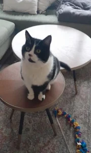 Garde chat Rennes