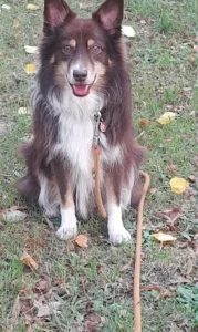 Garde chien Rennes