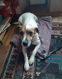 Pet sitter chien Rennes